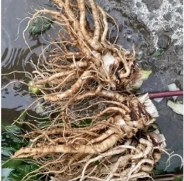 Củ sâm đương quy tươi 1 kg