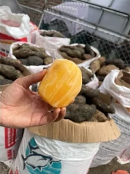 Khoai sâm bi Tây Bắc 10 kg