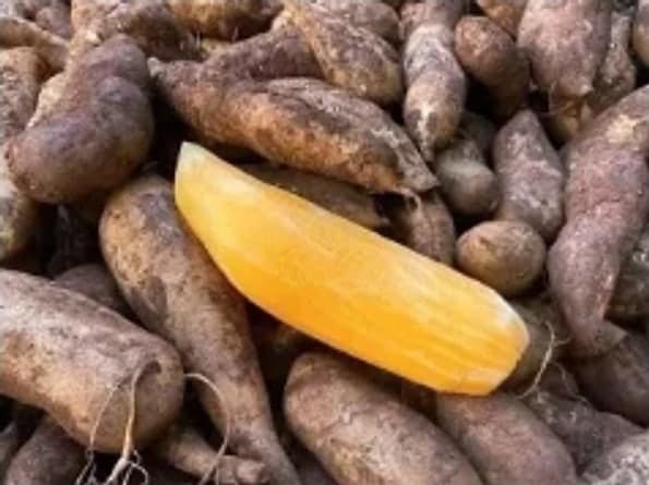 Khoai sâm đất Sìn Hồ, đặc sản Tây Bắc