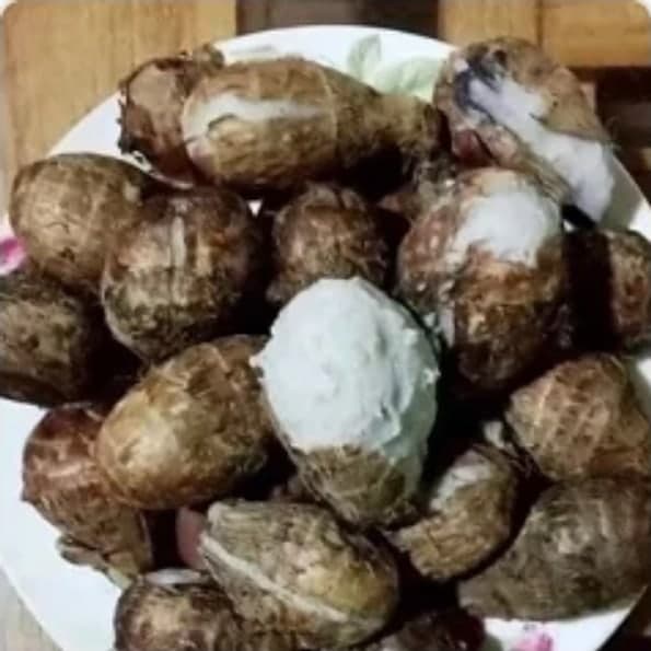 Khoai sọ trứng