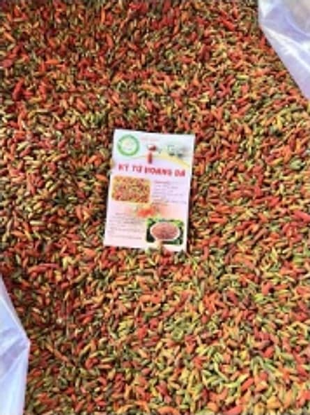 Kỷ tử rừng Tây Bắc phơi nắng tự nhiên