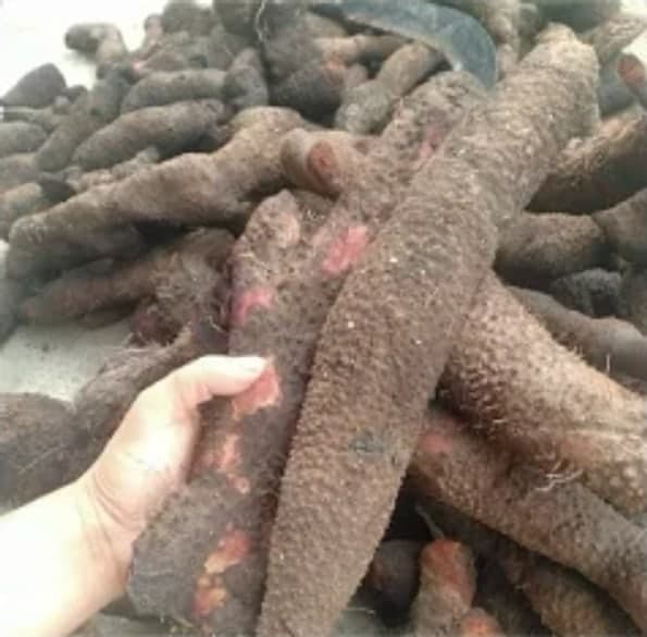 Nhục thung dung khô rừng Tây Bắc