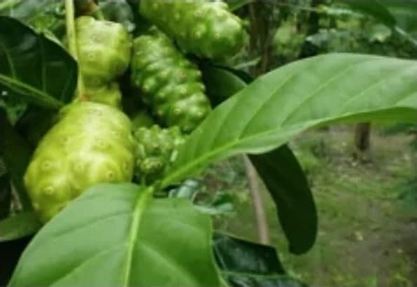 Quả nhàu khô phơi nắng tự nhiên