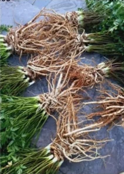 Sâm đương quy Tây Bắc combo 3/6 củ