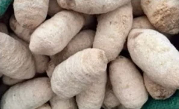 Trạch tả 1 kg